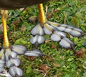 Fulica atra