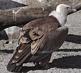 Gyps fulvus