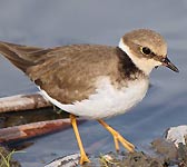 Charadrius dubius