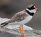 Charadrius hiaticula