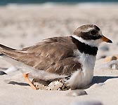 Charadrius hiaticula