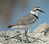 Charadrius alexandrinus