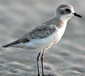 Charadrius alexandrinus