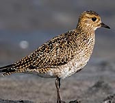 Pluvialis apricaria