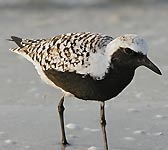 Pluvialis squatarola