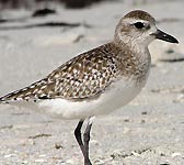 Pluvialis squatarola