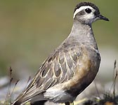 Charadrius morinellus