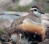 Charadrius morinellus