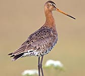 Limosa limosa