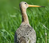 Limosa limosa