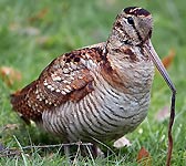 Scolopax rusticola