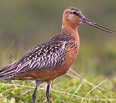 Limosa lapponica