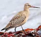 Limosa lapponica