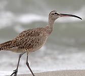 Numenius phaeopus