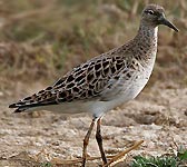 Calidris pugnax