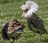 Calidris pugnax