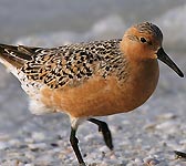 Calidris canutus