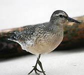 Calidris canutus