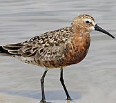 Calidris ferruginea