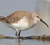 Calidris ferruginea