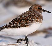 Calidris alba