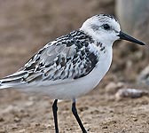 Calidris alba