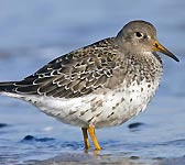 Calidris maritima