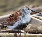 Calidris alpina