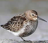 Calidris alpina