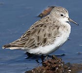 Calidris minuta