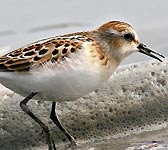 Calidris minuta