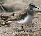 Calidris temminckii