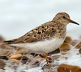 Calidris temminckii