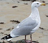 Larus argentatus