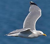 Larus argentatus