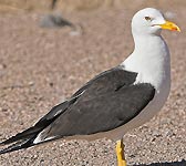 Larus fuscus