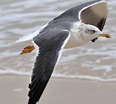 Larus fuscus