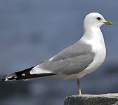 Larus canus