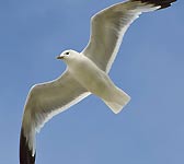 Larus canus