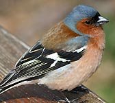 Fringilla coelebs