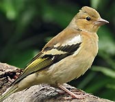 Fringilla coelebs