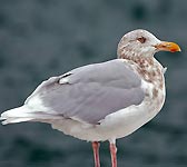 Larus hyperboreus