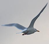 Larus hyperboreus