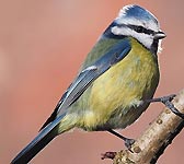 Parus caeruleus