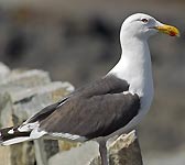 Larus marinus