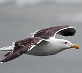 Larus marinus