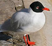 Larus melanocephalus