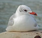 Larus melanocephalus