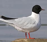 Larus minutus