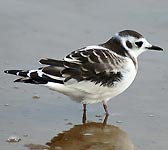 Larus minutus